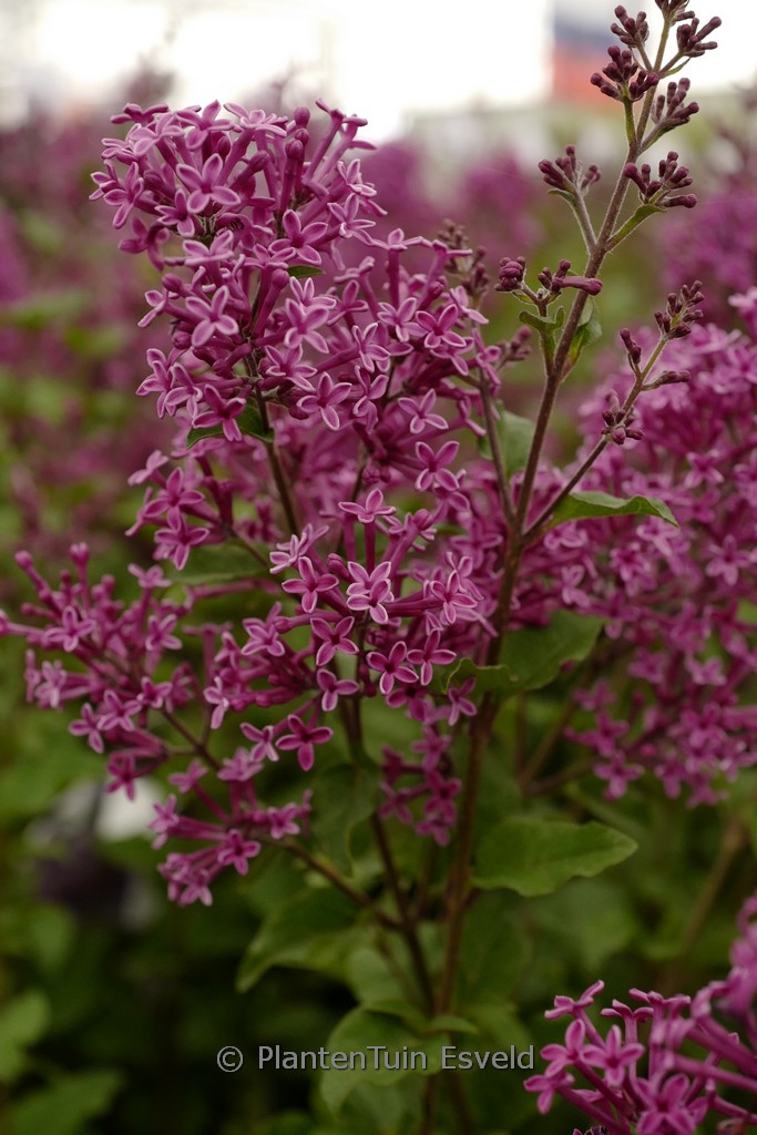Syringa ‘SMSJPB7’ (BLOOMERANG DARK PURPLE)
