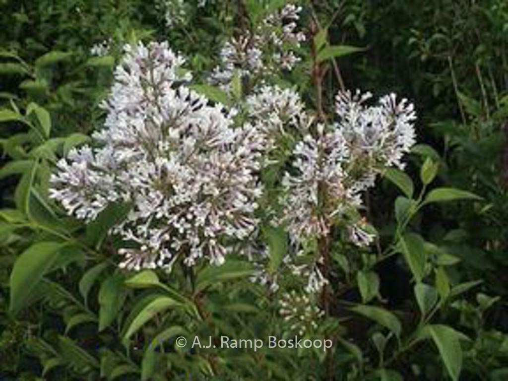 Syringa chinensis ‘Alba’