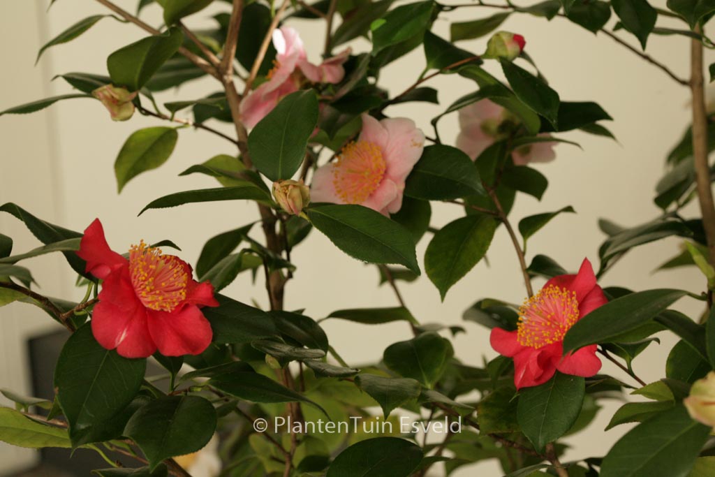 Syringa chinensis ‘Duplex’