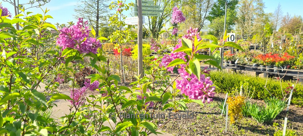 Syringa diversifolia ‘Inez’