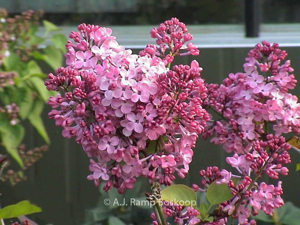 Syringa hyacinthiflora ‘Maiden’s Blush’