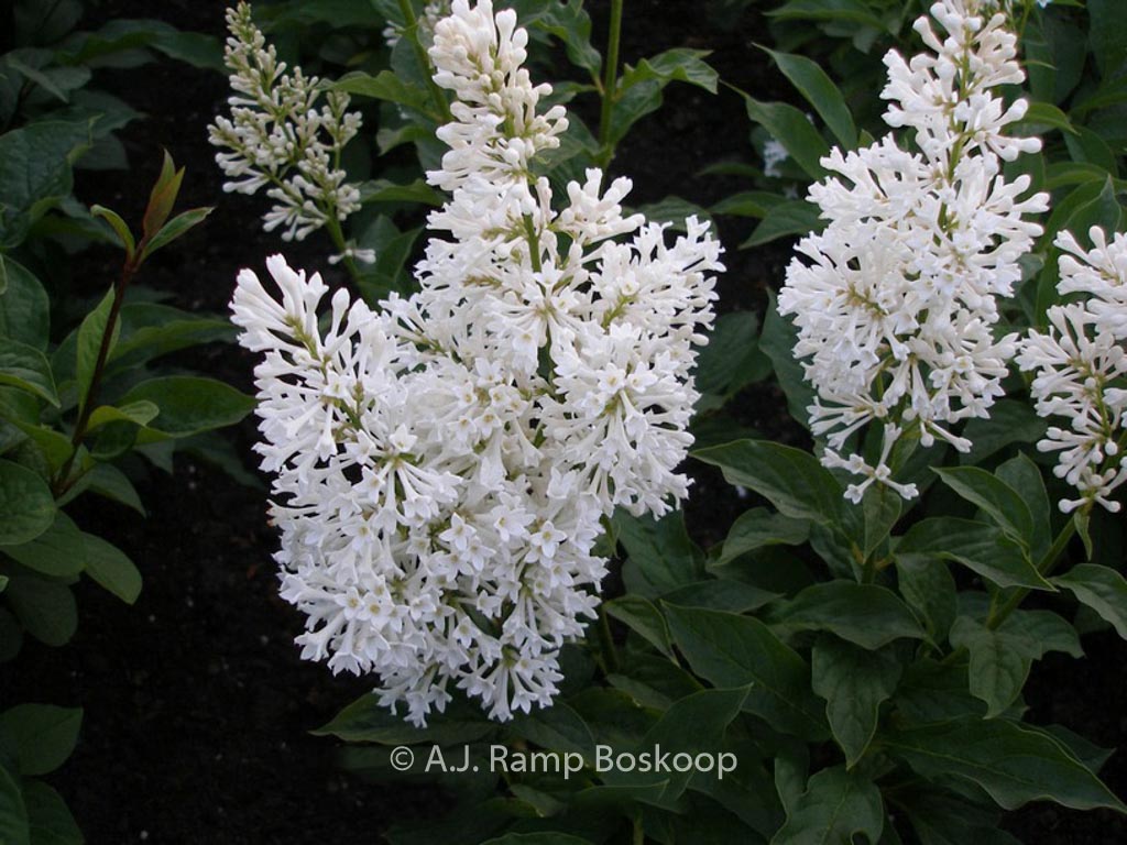 Syringa josikaea ‘Holger’