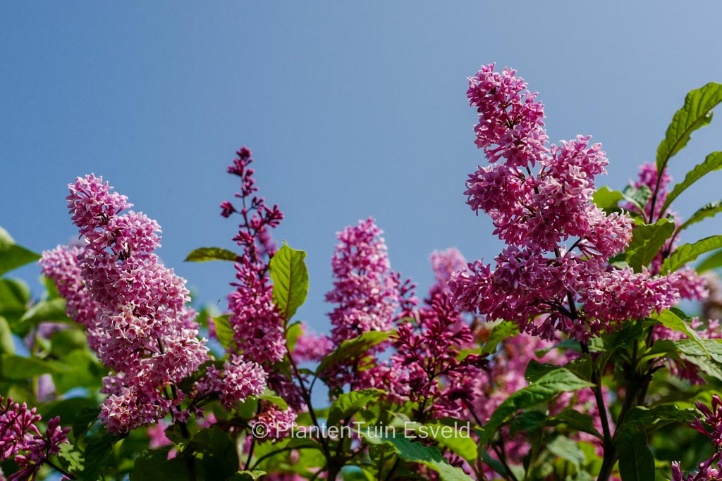 Syringa josikaea ‘Red Holger’