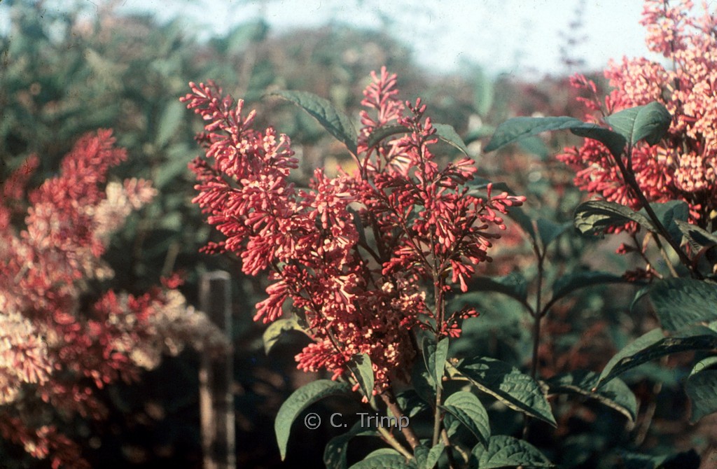 Syringa komarowii subsp. reflexa