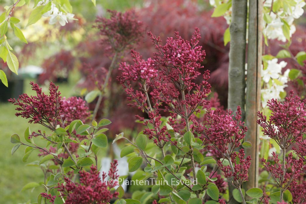Syringa meyeri ‘Bailbelle’ (TINKERBELLE)