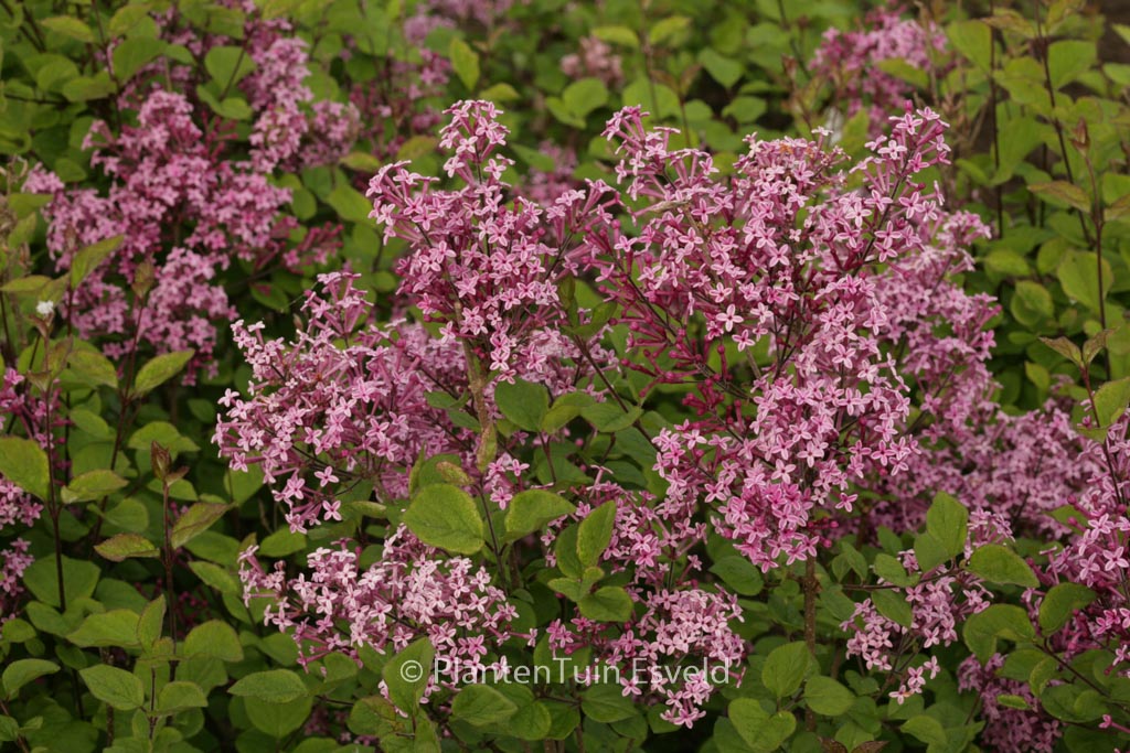 Syringa meyeri ‘Pink Perfume’ (BLOOMERANG)