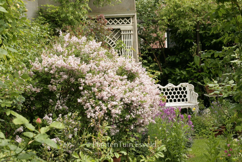 Syringa patula ‘Miss Kim’