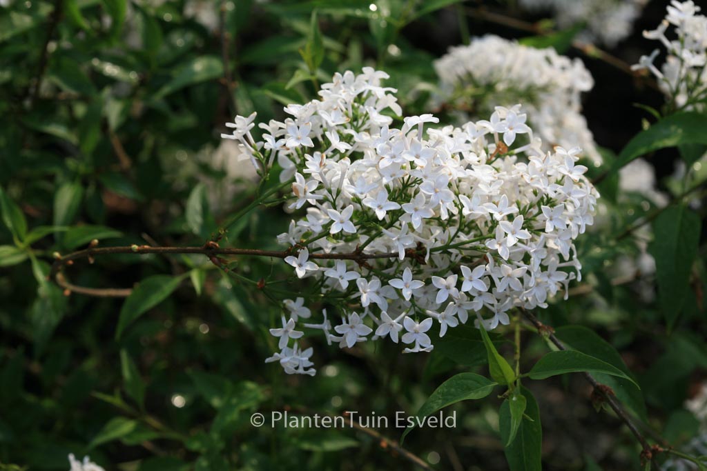 Syringa persica ‘Alba’