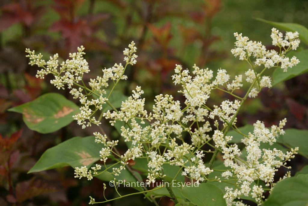 Syringa reticulata ‘Ivory Silk’