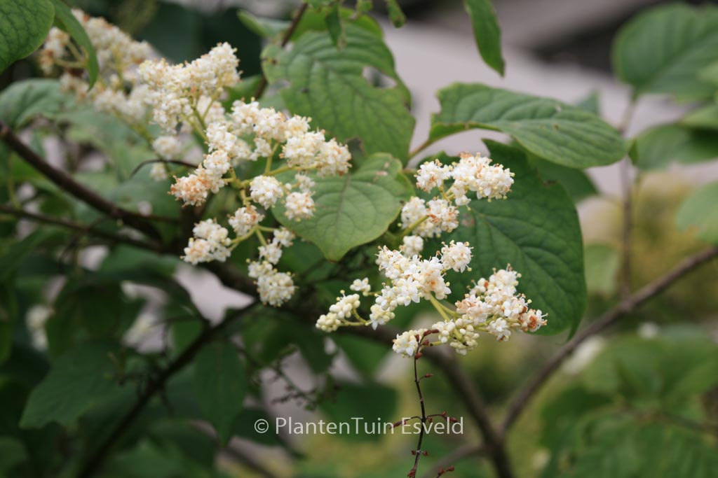 Syringa reticulata ‘Tjeu’