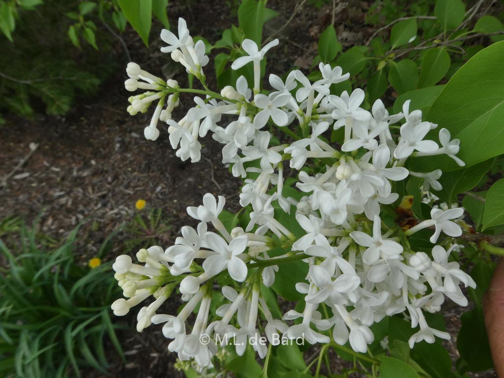 Syringa vulgaris ‘Alba’