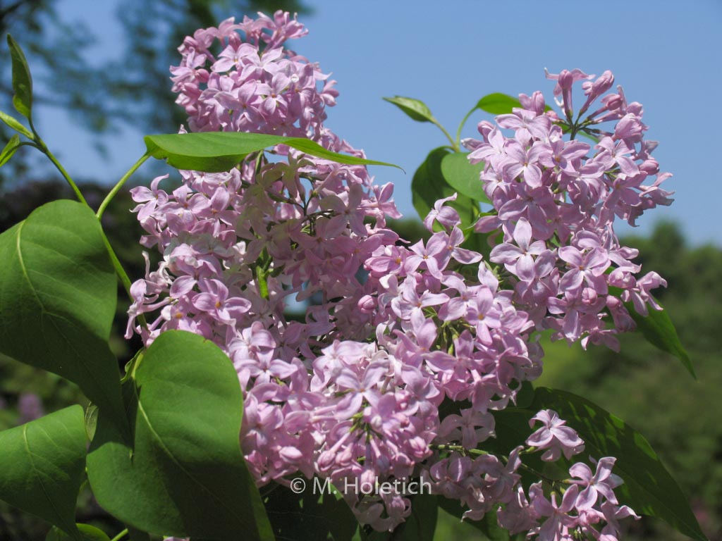 Syringa vulgaris ‘California Rose’