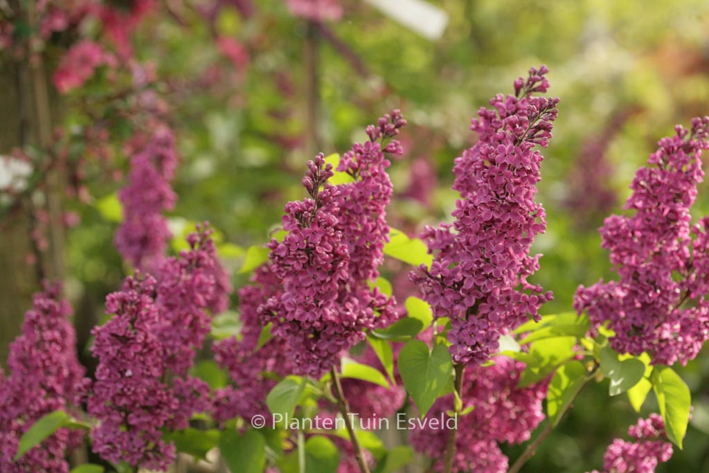 Syringa vulgaris ‘Charles Joly’