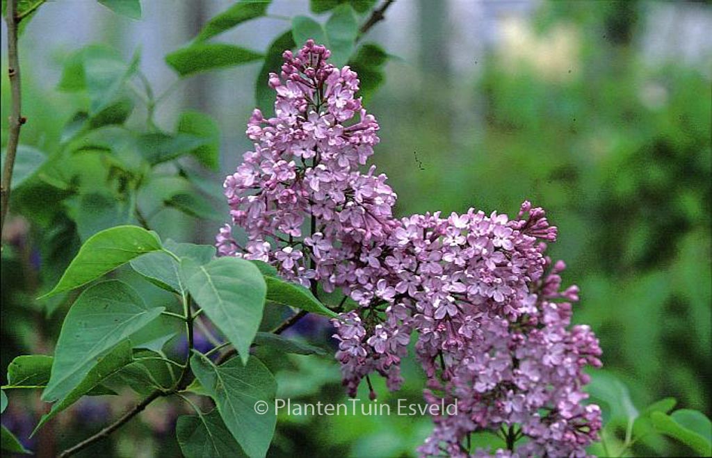 Syringa vulgaris ‘Decaisne’
