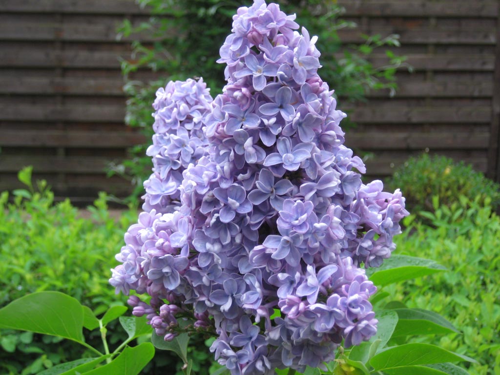 Syringa vulgaris ‘Evert de Gier’ (CARPE DIEM)