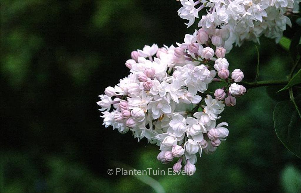 Syringa vulgaris ‘Krasavitca Moskvy’ (BEAUTY OF MOSCOW)