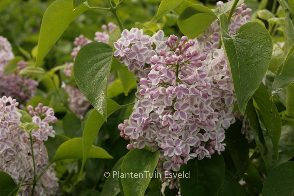 Syringa vulgaris ‘Lila Wonder’