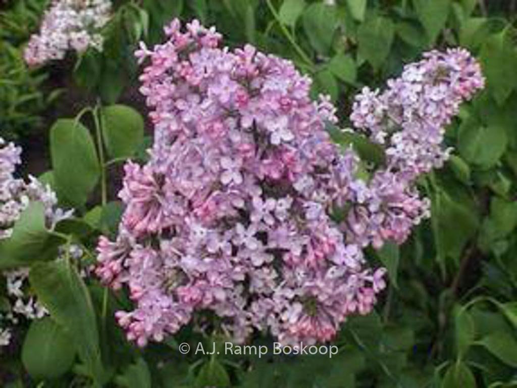 Syringa vulgaris ‘Lucie Baltet’