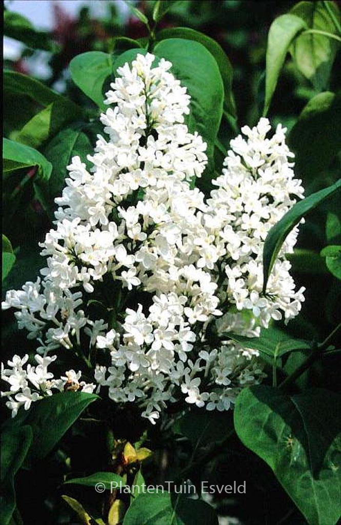 Syringa vulgaris ‘Marie Legraye’