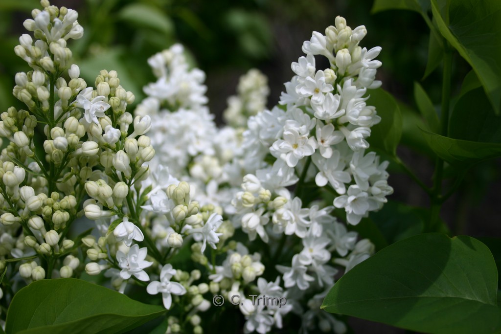 Syringa vulgaris ‘Miss Ellen Willmott’