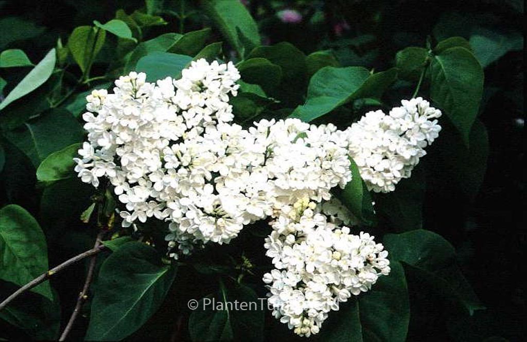 Syringa vulgaris ‘Mme Florent Stepman’