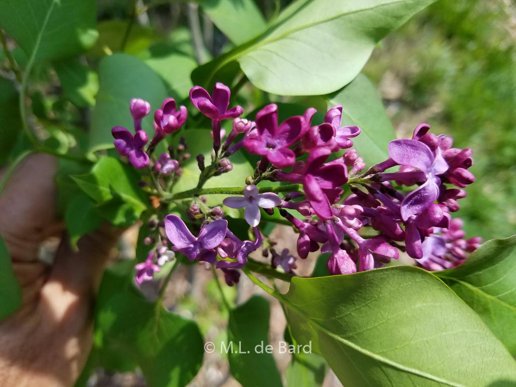 Syringa vulgaris ‘Monge’