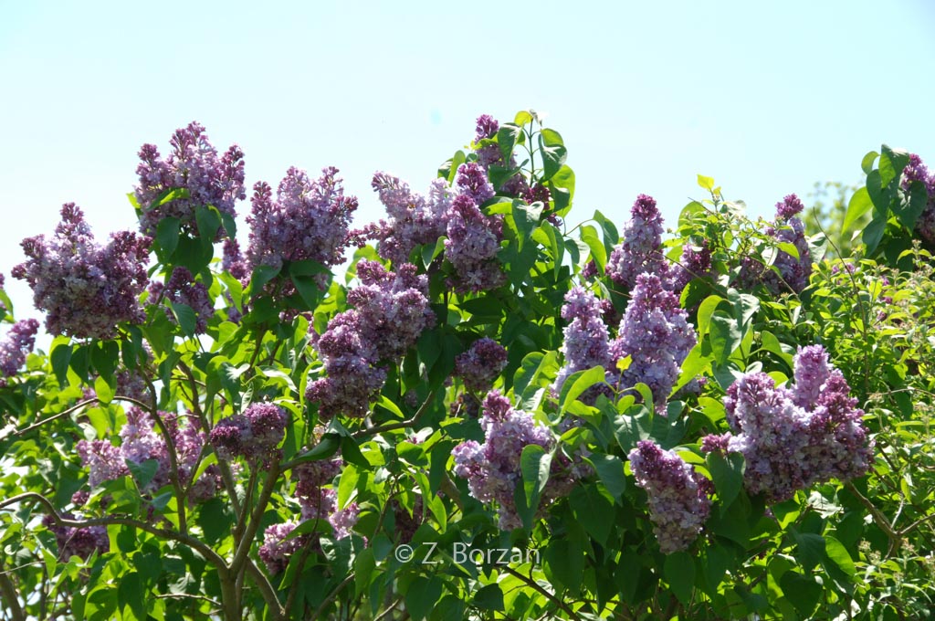 Syringa vulgaris ‘Nadezha’ (HOPE)