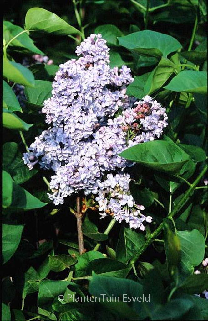 Syringa vulgaris ‘President Grevy’