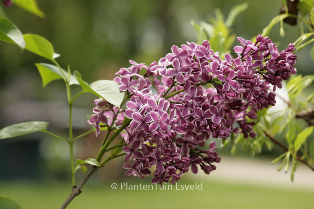 Syringa vulgaris ‘Sensation’