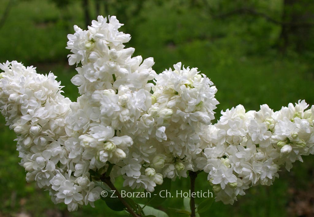 Syringa vulgaris ‘Souvenir d’Alice Harding’