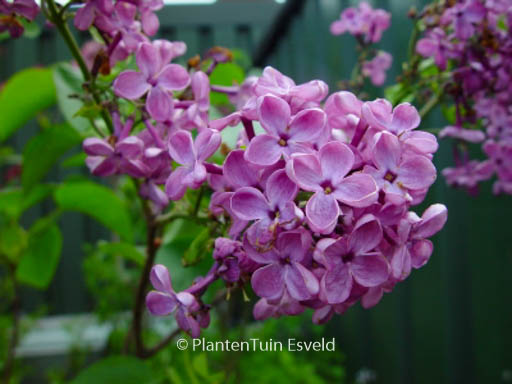 Syringa vulgaris ‘Uncle Tom’
