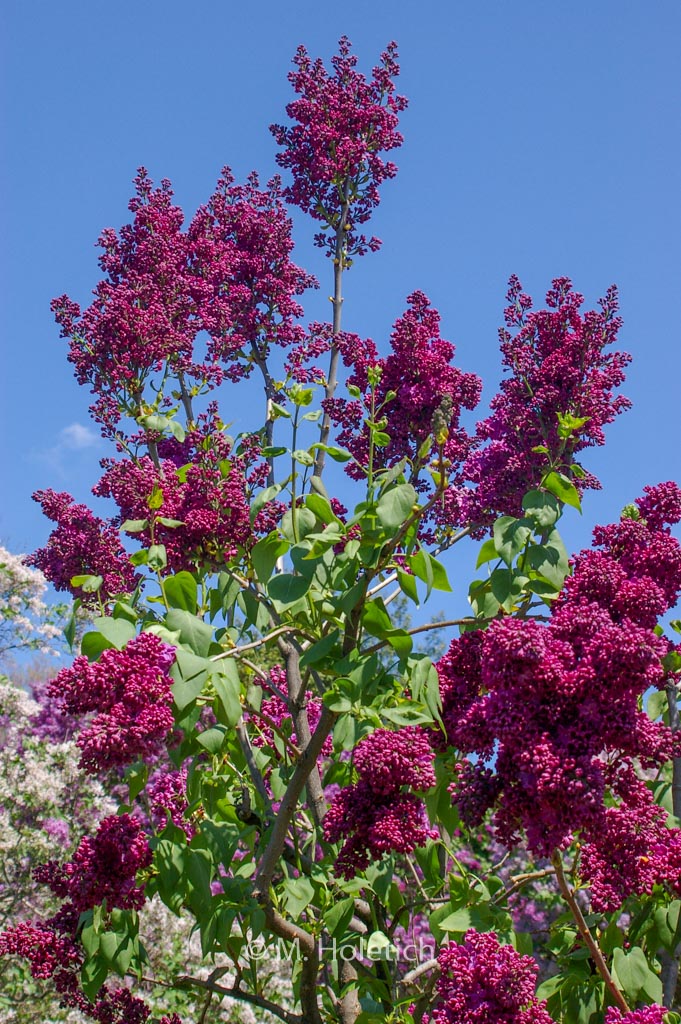Syringa vulgaris ‘Znamya Lenina’ (BANNER OF LENINA)