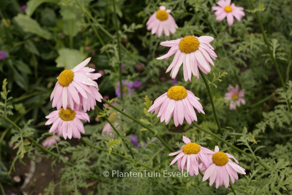 Tanacetum ‘Eileen May Robinson’