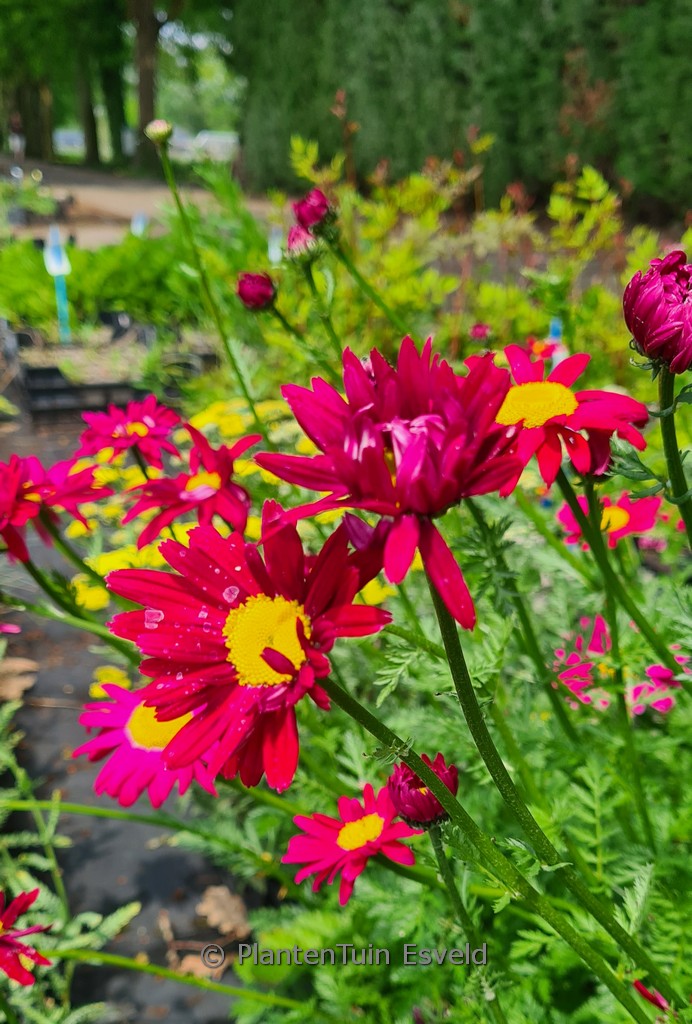 Tanacetum ‘Robinson’s Red’
