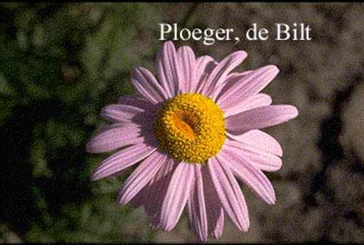 Tanacetum ‘Robinson’s Rose’