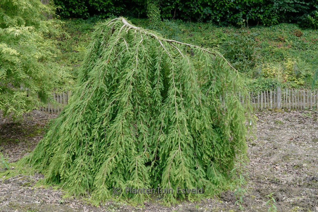 Taxodium distichum ‘Cascade Falls’