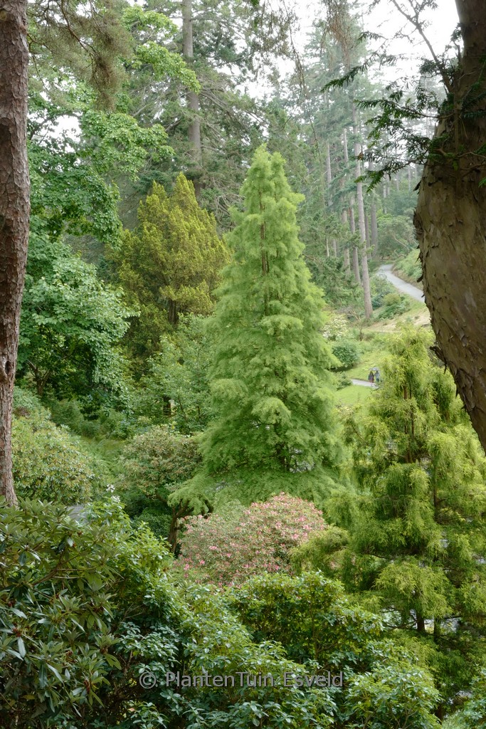 Taxodium distichum ‘Nutans’