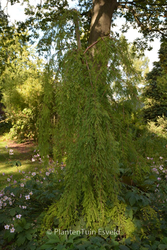 Taxodium distichum ‘Pendens’