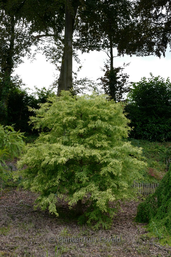 Taxodium distichum ‘Peve Yellow’