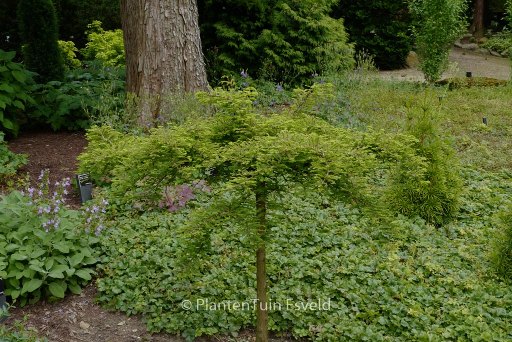Taxodium distichum ‘Secrest’