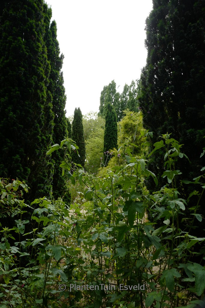 Taxus baccata ‘Fastigiata Robusta’