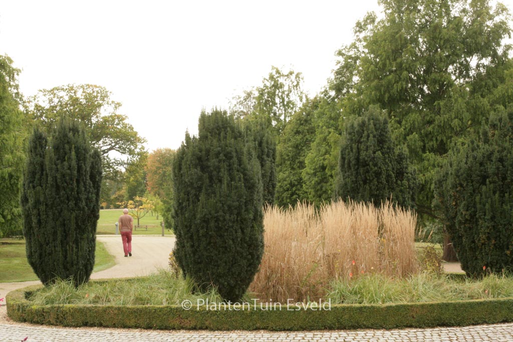Taxus baccata ‘Fastigiata’