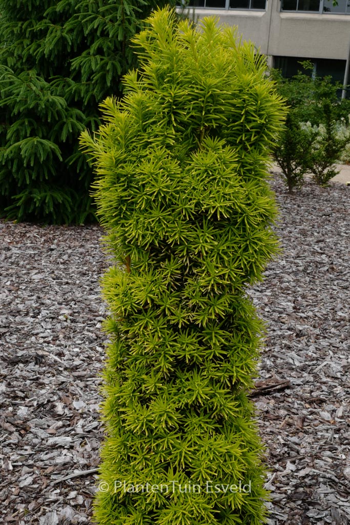 Taxus baccata ‘Standishii’
