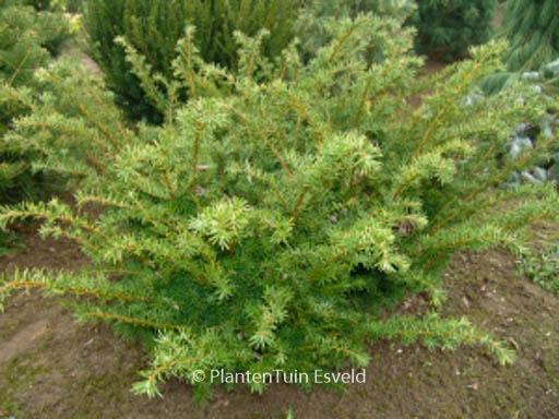 Taxus media ‘Densiformis’