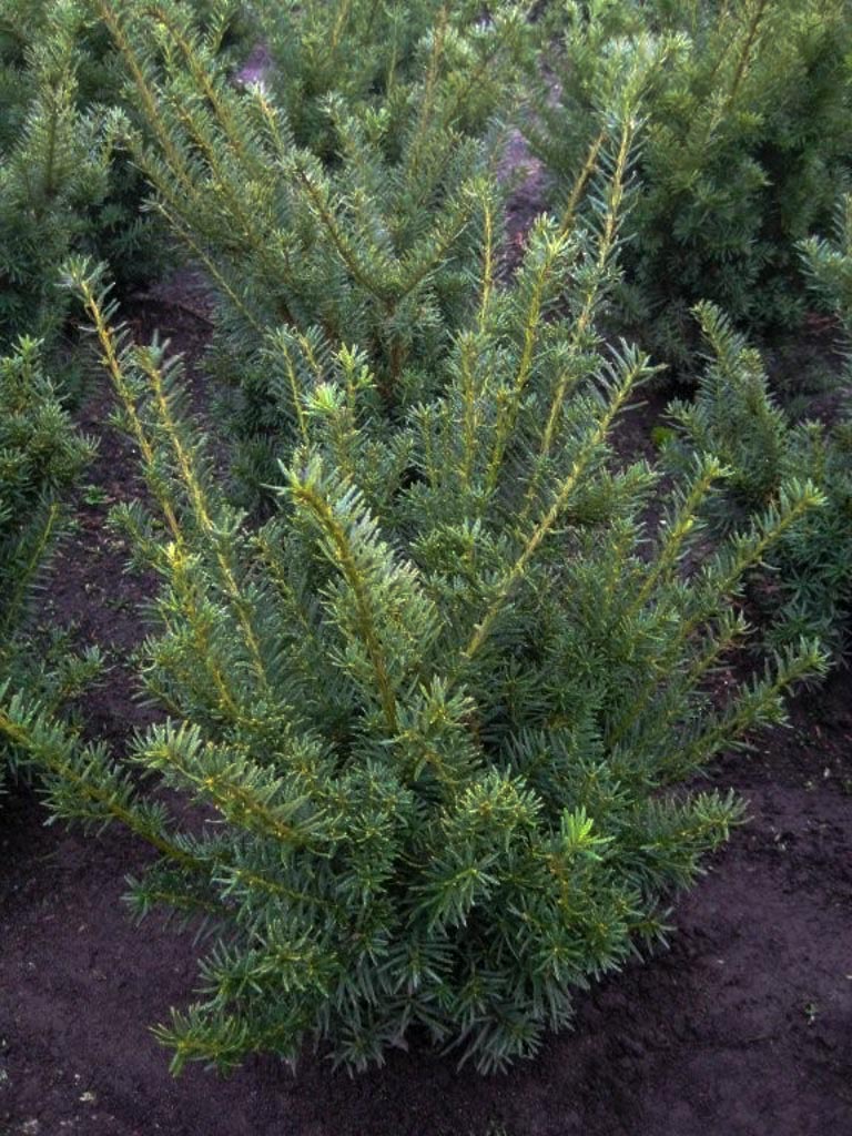 Taxus media ‘Farmen’