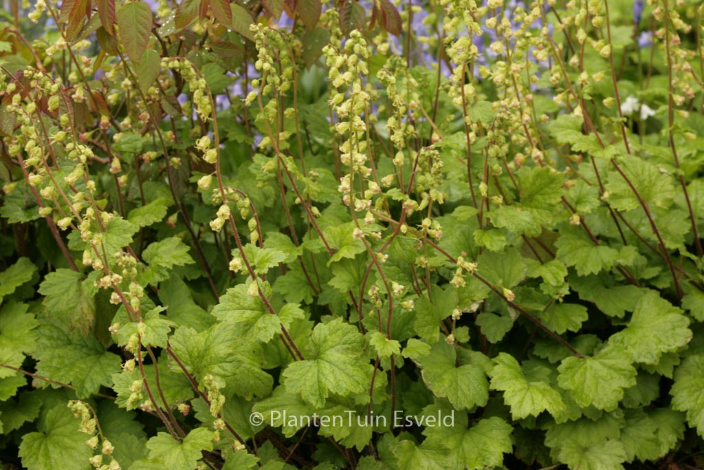Tellima grandiflora ‘Rubra’