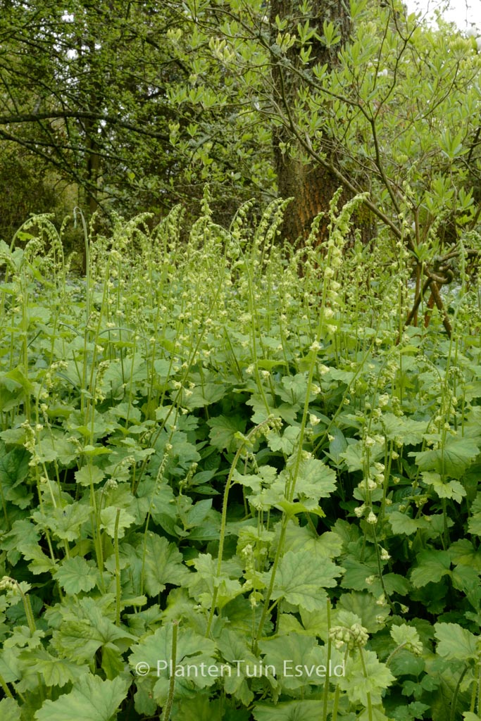Tellima grandiflora