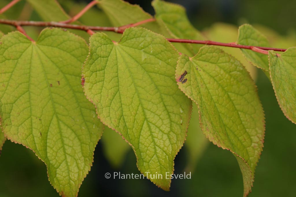 Tetracentron sinense