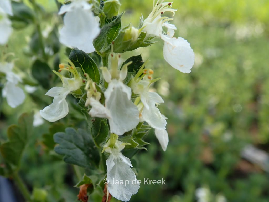 Teucrium chamaedrys ‘Album’