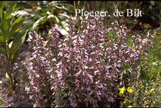 Teucrium chamaedrys ‘Nanum’